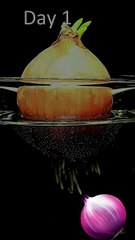 Growing Green Onion underwater