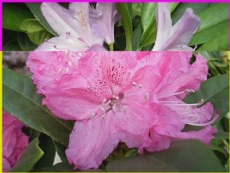 FLEURS DE RÊVE