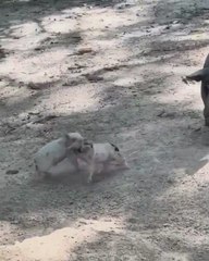Una madre cerdita interviene con ternura para separar a sus crías en plena pelea