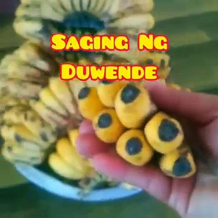 Banana of the Dwarves