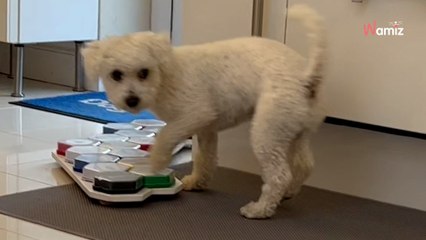 Dog's surprising reaction to treat choice leaves viewers speechless