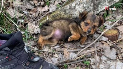 Man encounters old worn shoe in street and soon makes a heartbreaking discovery