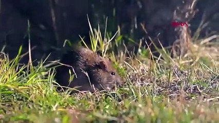 Kargo gemileri ile Türkiye’ye gelen ‘kahverengi sıçan’, denizi olmayan kentte görüldü!
