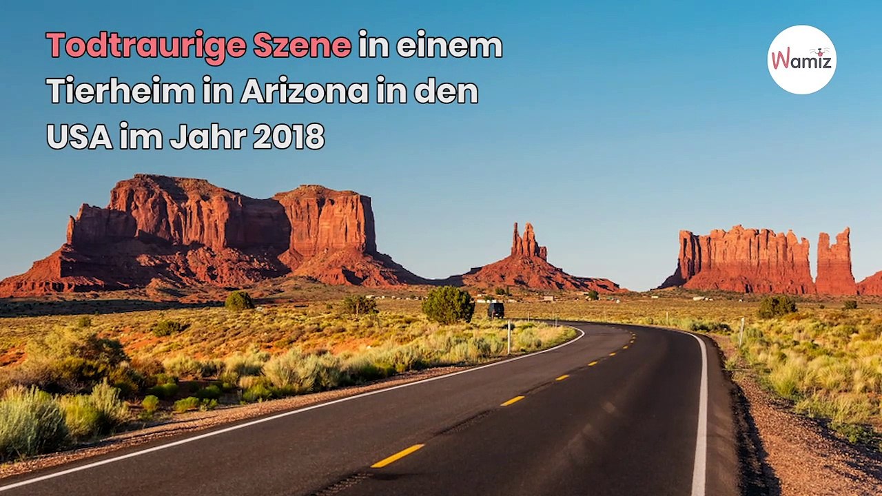 Skrupellose Familie bricht Labrador für immer sein Herz