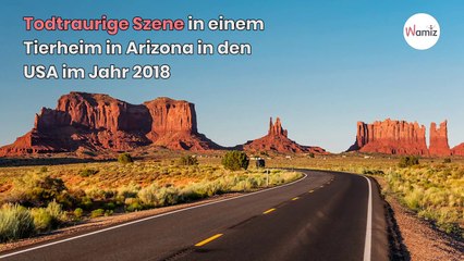 Skrupellose Familie bricht Labrador für immer sein Herz