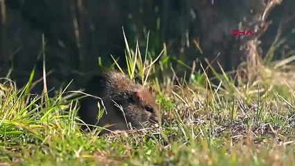 Çin'de yaşayan gizemli canlı Diyarbakır'da görüntülendi!