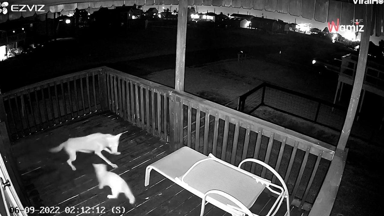 Katzenhalter völlig aufgebracht, als er sieht, was nachts auf seiner Terrasse passiert!