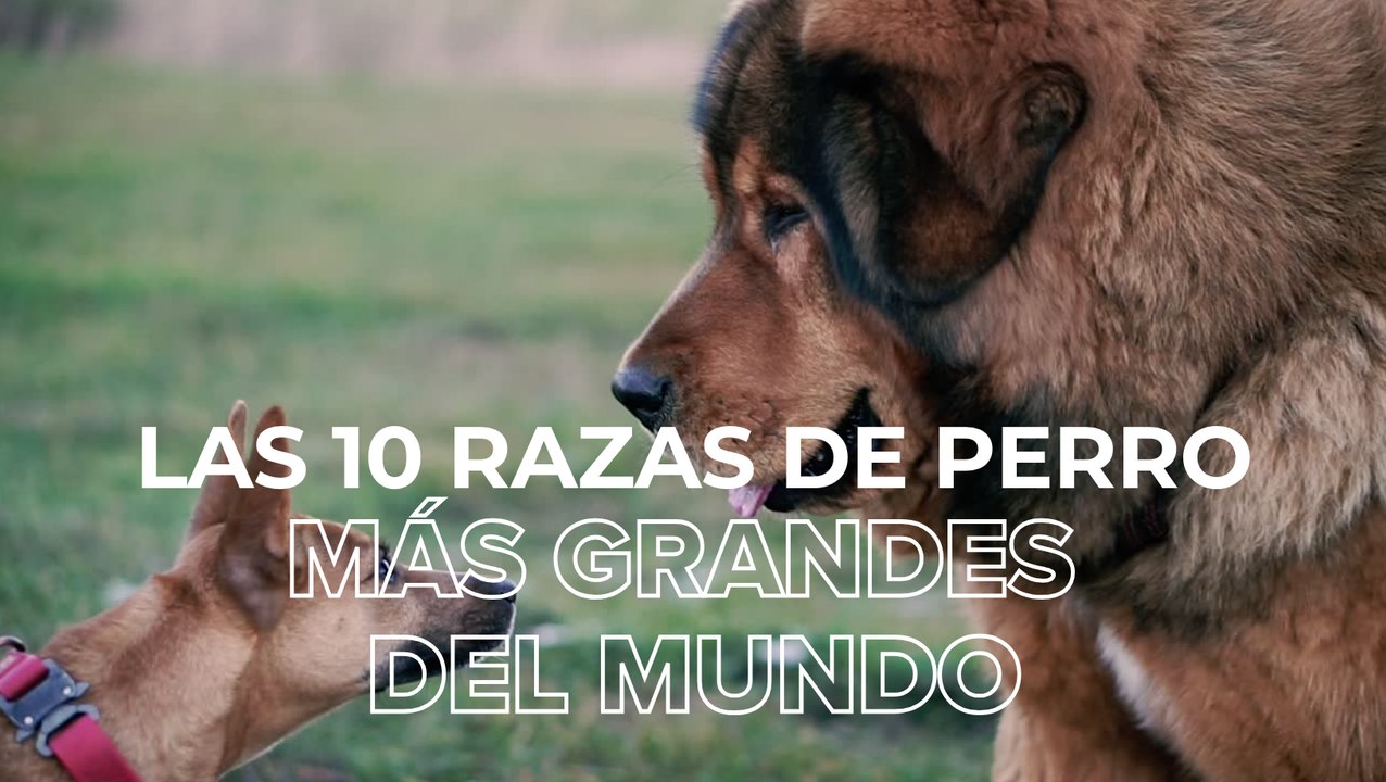 Las 10 razas de perros más grandes del mundo