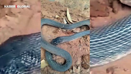 Farkında olmadan kendini yiyen yılanın görüntüleri şoke etti