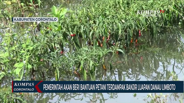 Pemerintah Akan Beri Bantuan Kepada Petani Terdampak Banjir Luapan Danau Limboto