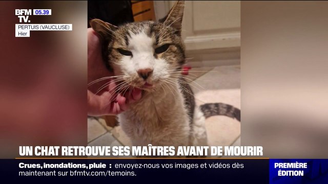 Disparu depuis 15 ans, ce chat a retrouvé ses maîtres juste avant de mourir