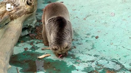 Kardeş ayılar Efe ile Ege kış uykusuna yatamadıkları için huzursuz