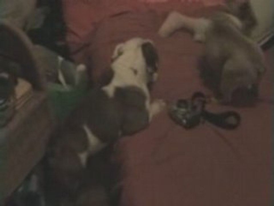 Yoko se hiiiiiisse sur le lit !