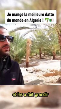 Découverte de la MEILLEURE Datte du Monde en Algérie 😲🇩🇿