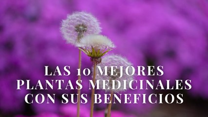 Las 10 mejores plantas medicinales con sus beneficios