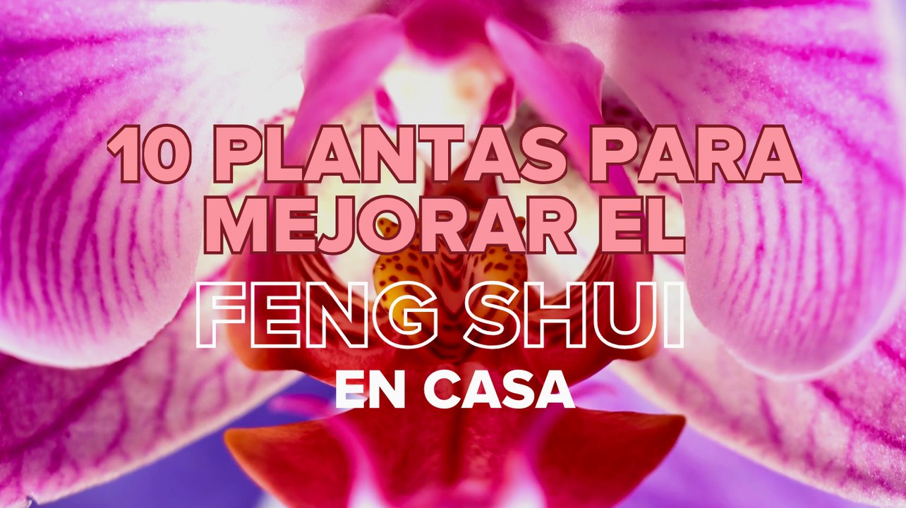 10 plantas para mejorar el feng shui en casa