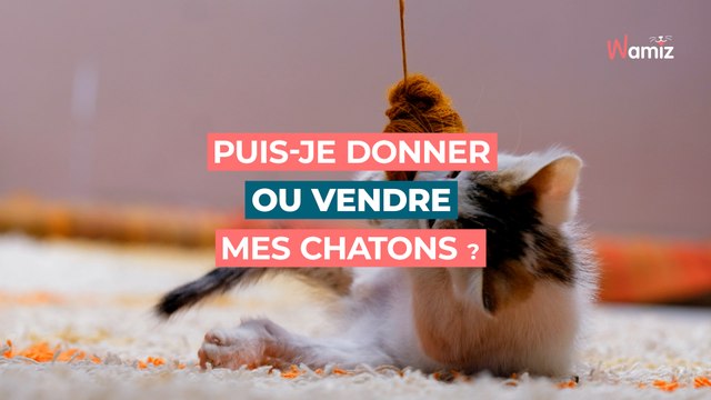 Ma chatte a eu une portée : puis-je donner/vendre les chatons ?