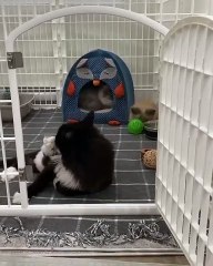 🐾 Welcome to the purr-fect world of CatsAndBunnies! 🐇 In this adorable ad
