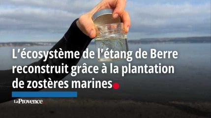Des zostères marines plantées dans l’étang de Berre pour redonner vie à l’écosystème
