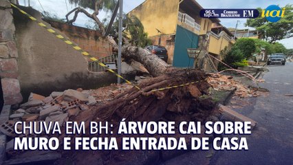Árvore cai sobre muro e fecha entrada de casa em BH