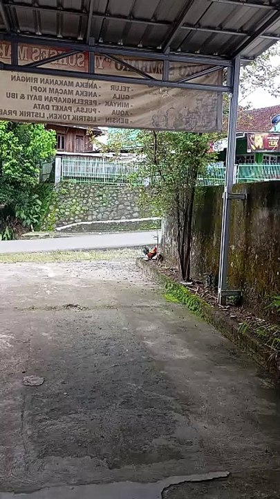 Ayam Sedang Pacaran