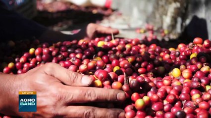 Giro Brasil: amendoim em Mato Grosso do Sul, rota turística do café e certificação do azeite