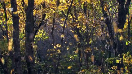 Amur: El Amazonas de Asia