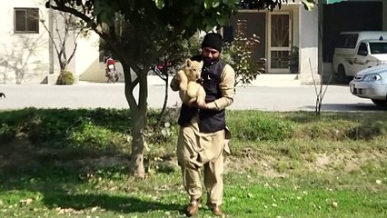 Lion cub confiscated from YouTuber rehomed at Pakistan zoo