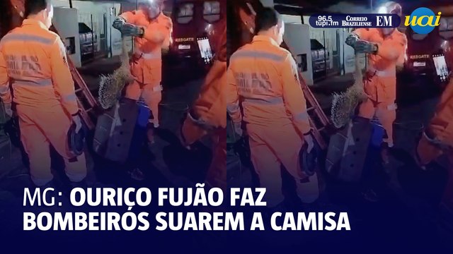 Ouriço fujão faz bombeiros suarem a camisa em Minas