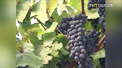 Nelu Balasoiu - Dusei calul pe izlaz (Cantecul de acasa - TVR - 2008)