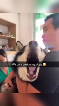 'Dog lovers, imagine a page dedicated just to the funniest dog moments From epic fails to adorable surprises, we've got it all! Tag your friends who need a good laugh today! #DogFirst #DogLove (1)