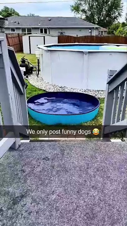 'Dog lovers, imagine a page dedicated just to the funniest dog moments   From epic fails to adorable surprises, we've got it all! Tag your friends who need a good laugh today!   #DogFirst #DogLove (2)