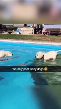 'Dog lovers, imagine a page dedicated just to the funniest dog moments From epic fails to adorable surprises, we've got it all! Tag your friends who need a good laugh today! #DogFirst #DogLove (3)