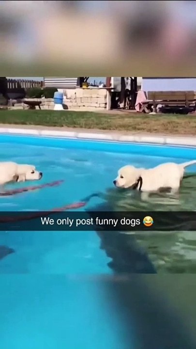 'Dog lovers, imagine a page dedicated just to the funniest dog moments   From epic fails to adorable surprises, we've got it all! Tag your friends who need a good laugh today!   #DogFirst #DogLove (3)