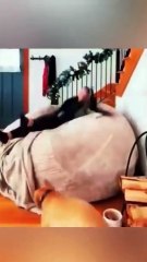 🐶 Hilarious Dog Fails That Will Make You Laugh! 😂 #DogComedy #FunnyPets