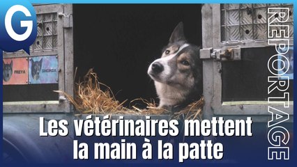 Reportage - Les vétérinaires mettent la main à la patte