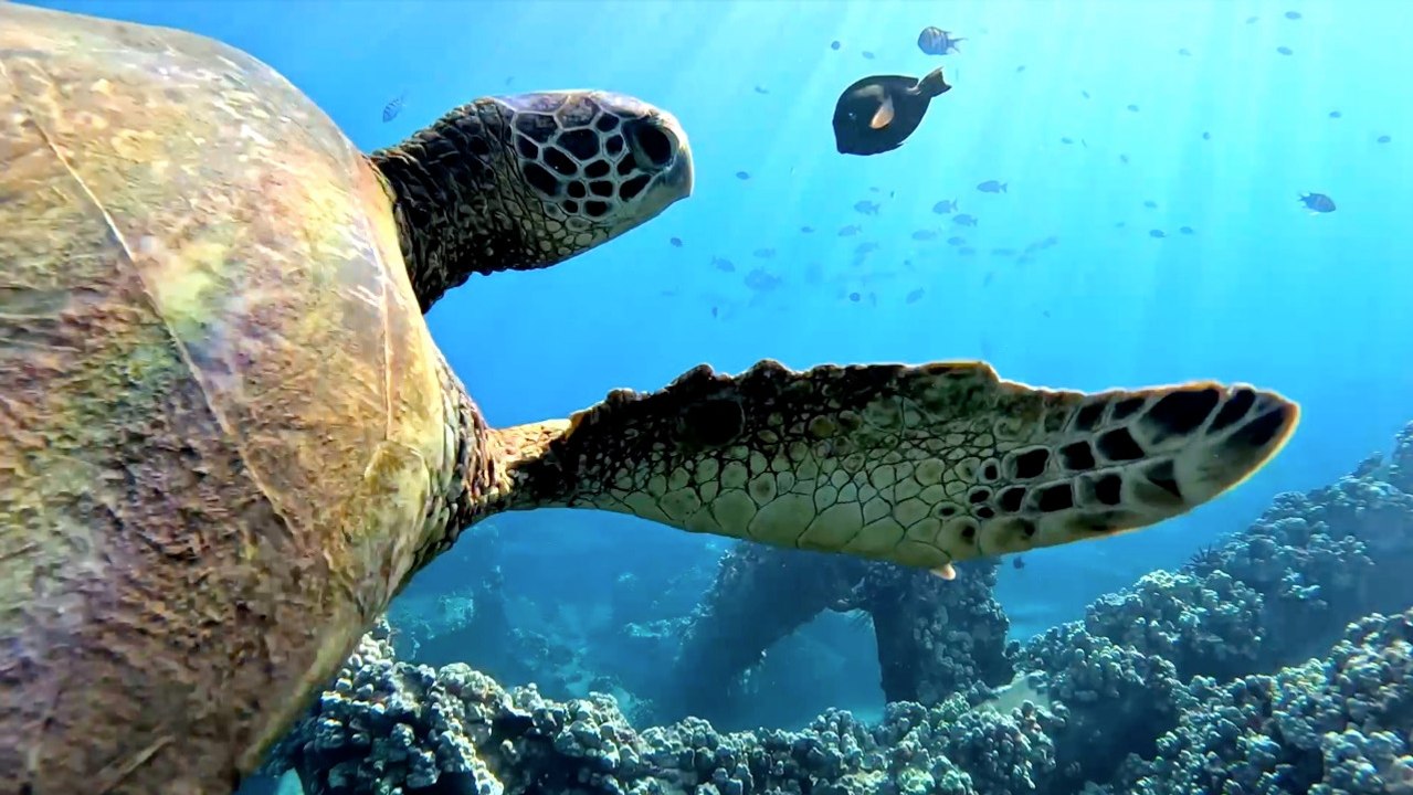 Must See! Divers Leave GoPro on the Ocean Floor Capturing Incredibly Rare Sights of Endangered Species and More