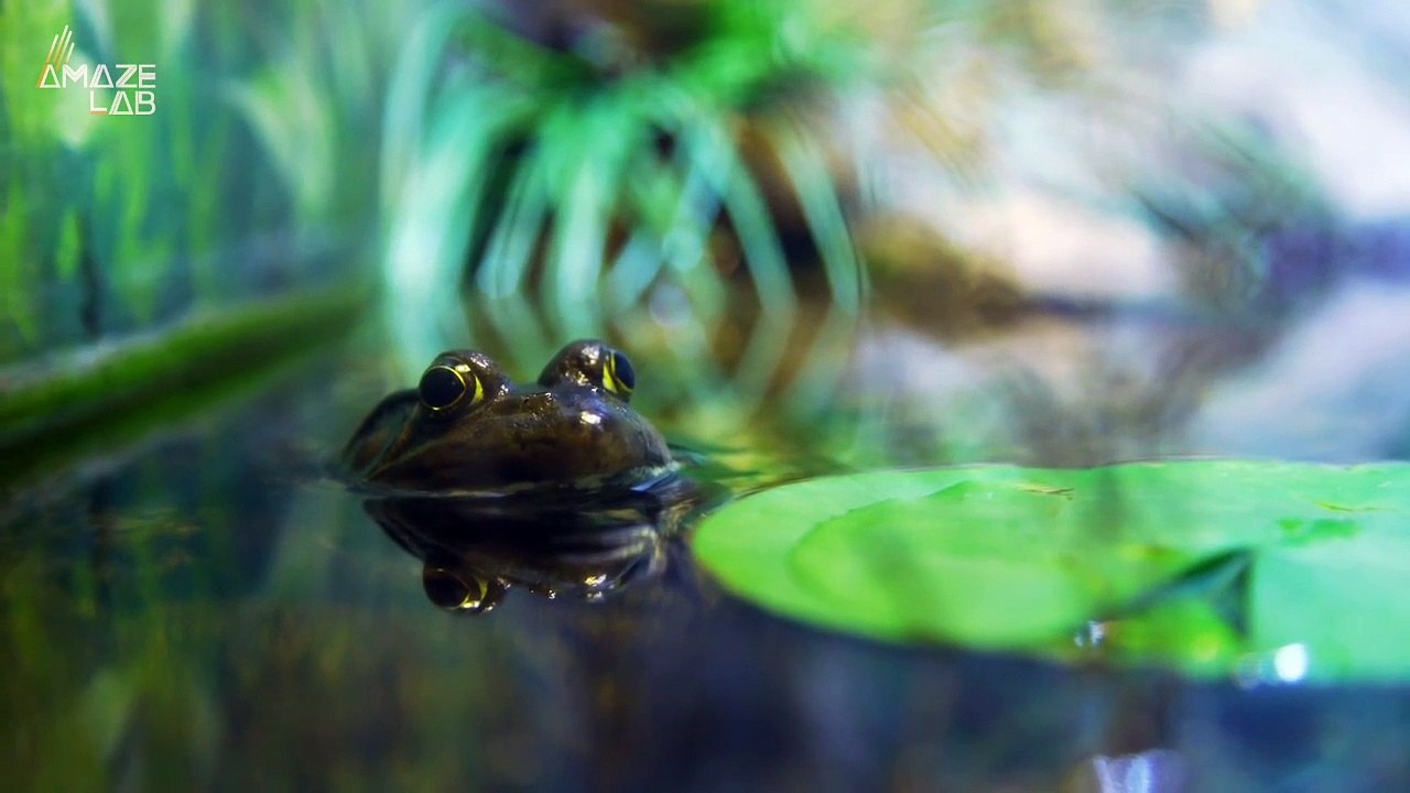 Did You Know That Female Frogs Will Actually Avoid Mating by Faking Their Own Deaths