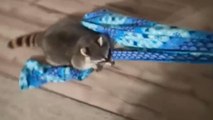 Playful raccoon jumps onto blanket for a fun ride and clings tightly