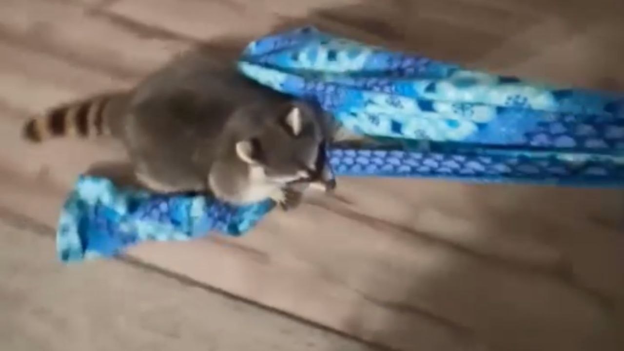 Playful raccoon jumps onto blanket for a fun ride and clings tightly ...