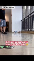 Pet Paradise TV