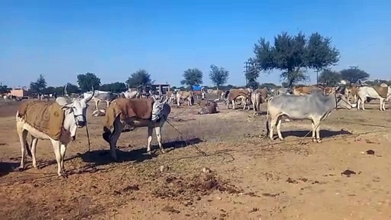 पशुओं का स्वागत करने के लिए तैयार हुआ रामदेव पश...