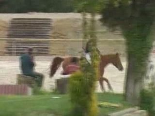 Cheval Pirate de ribot villeneuve loubet