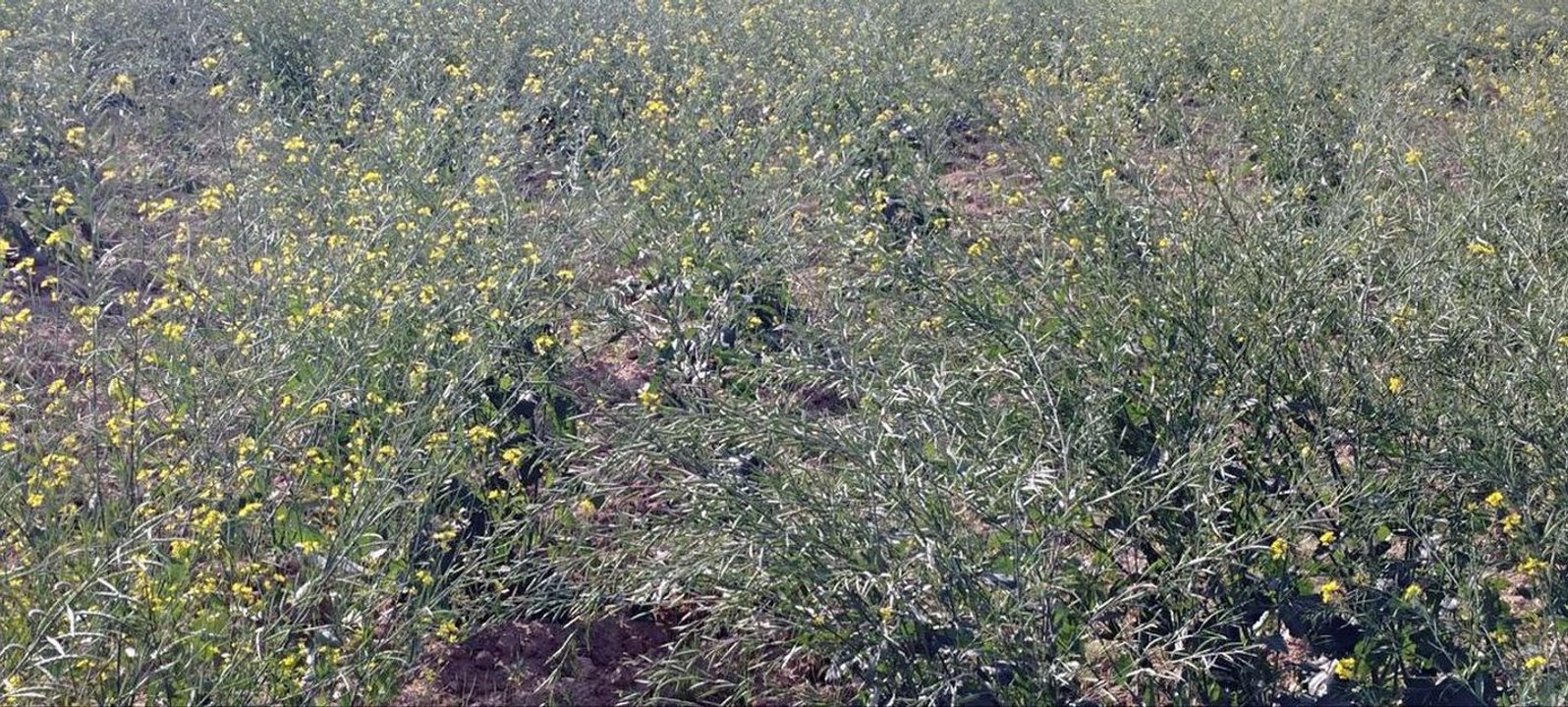 सरसों का रकबे के साथ बढ़ रहा उत्पादन, ऑयल यूनिटों में इजाफे की दरकार