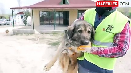 Sokak hayvanlarının üzerinden götürdükleri para öyle böyle değil