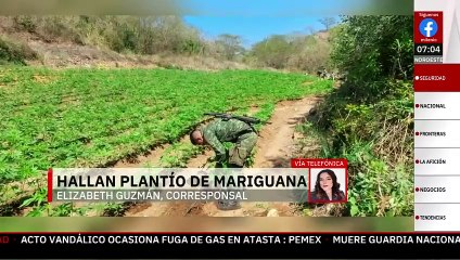 Localizan y destruyen plantío de mariguana en sierra de Michoacán