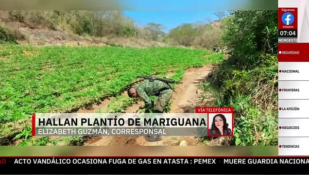 Localizan y destruyen plantío de mariguana en sierra de Michoacán