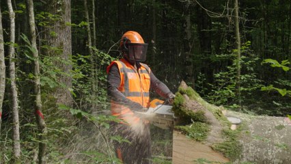Bûcheron : un métier à hauts risques