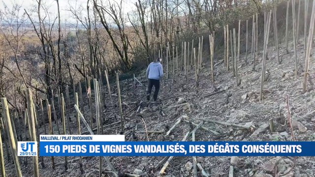 Des vignes vandalisées à Malleval / La mairie de Bully défend sa médecin / Le Président des maires ruraux de la Loire demande la mise en place d'un statut d'élu / 30 ans pour la fromagerie Baret