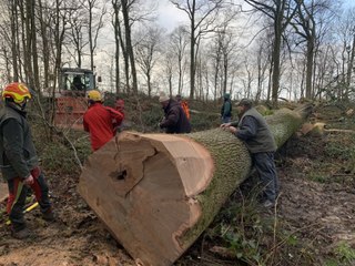Un chêne de plus de deux cents ans abattu pour restaurer le moulin de Valmy